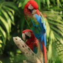 Red and Green Macaws  screen for extension Chrome web store in OffiDocs Chromium