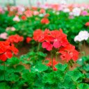 Red and white flower garden  screen for extension Chrome web store in OffiDocs Chromium
