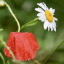 Red and white flowers  screen for extension Chrome web store in OffiDocs Chromium