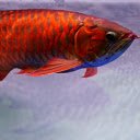red arowana fish scales  screen for extension Chrome web store in OffiDocs Chromium