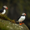 Red beaked bird  screen for extension Chrome web store in OffiDocs Chromium