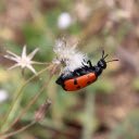Red Beetle  screen for extension Chrome web store in OffiDocs Chromium