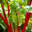 Red beetroot  screen for extension Chrome web store in OffiDocs Chromium