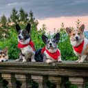 Red bib dogs  screen for extension Chrome web store in OffiDocs Chromium