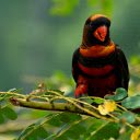 Red billed Bird  screen for extension Chrome web store in OffiDocs Chromium