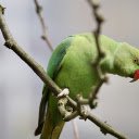 Red billed Parrot  screen for extension Chrome web store in OffiDocs Chromium