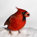 Red bird and snow  screen for extension Chrome web store in OffiDocs Chromium