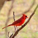 Red Bird on a Young Branch  screen for extension Chrome web store in OffiDocs Chromium