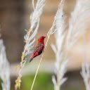 Red bird with white dots  screen for extension Chrome web store in OffiDocs Chromium