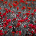 Red Bloom Contrast Theme  screen for extension Chrome web store in OffiDocs Chromium