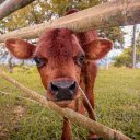 Red brown calf  screen for extension Chrome web store in OffiDocs Chromium