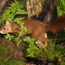 Red brown squirrel  screen for extension Chrome web store in OffiDocs Chromium