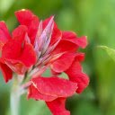 Red bud flower branch  screen for extension Chrome web store in OffiDocs Chromium