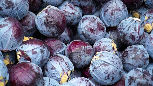 Free download red cabbage vegetable harvest food free picture to be edited with GIMP free online image editor