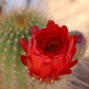 Red cactus flower  screen for extension Chrome web store in OffiDocs Chromium