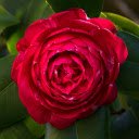 Red Camellia  screen for extension Chrome web store in OffiDocs Chromium