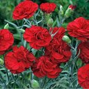 Red Carnation Wallpaper  screen for extension Chrome web store in OffiDocs Chromium