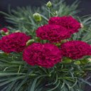 Red Carnation Wallpaper  screen for extension Chrome web store in OffiDocs Chromium
