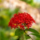 Red cluster peonies  screen for extension Chrome web store in OffiDocs Chromium