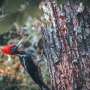 Red cockaded woodpecker  screen for extension Chrome web store in OffiDocs Chromium