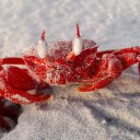 Red crab and big eyes  screen for extension Chrome web store in OffiDocs Chromium