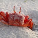 Red crab on white sand  screen for extension Chrome web store in OffiDocs Chromium