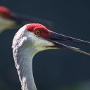Red crowned Crane  screen for extension Chrome web store in OffiDocs Chromium