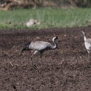 Red crowned cranes  screen for extension Chrome web store in OffiDocs Chromium