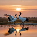 Red crowned crane wallpaper  screen for extension Chrome web store in OffiDocs Chromium