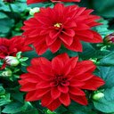 Red Dahlia Wallpaper  screen for extension Chrome web store in OffiDocs Chromium