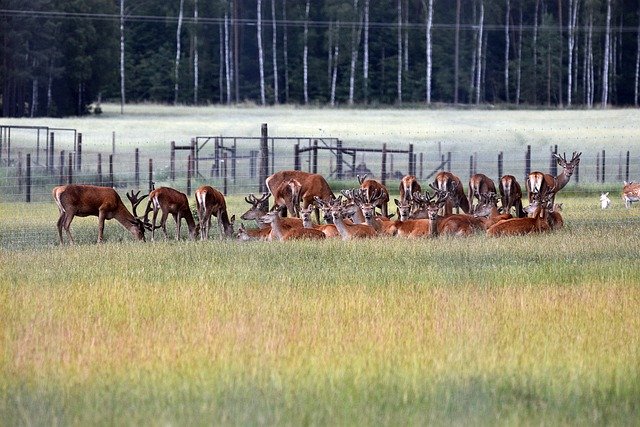 Бесплатно загрузите благородных оленей, животных, стадо, луг, бесплатную картинку для редактирования в GIMP, бесплатный онлайн-редактор изображений