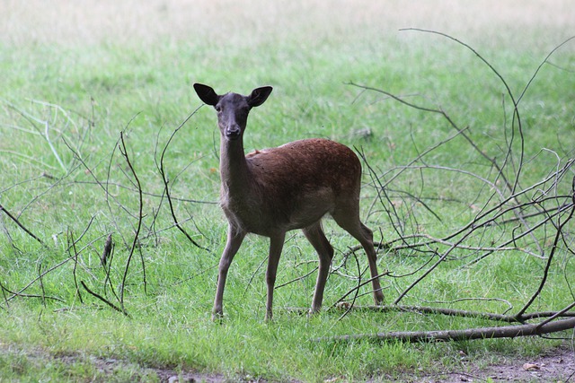 Kostenloser Download von Red Deer Doe Animal Deer Kostenloses Bild, das mit dem kostenlosen Online-Bildeditor GIMP bearbeitet werden kann