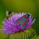Red dotted butterfly  screen for extension Chrome web store in OffiDocs Chromium