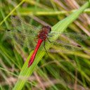 Free download Red Dragonfly -  free photo or picture to be edited with GIMP online image editor