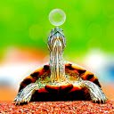Red eared turtle  screen for extension Chrome web store in OffiDocs Chromium