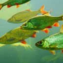 Red fin fish  screen for extension Chrome web store in OffiDocs Chromium