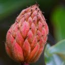 Free download Red Flower -  free video to be edited with OpenShot online video editor