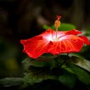 Red Flower and Style  screen for extension Chrome web store in OffiDocs Chromium