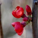 Red Flower Branch  screen for extension Chrome web store in OffiDocs Chromium