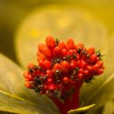 red flower branch and ants  screen for extension Chrome web store in OffiDocs Chromium