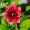 Red flower buds  screen for extension Chrome web store in OffiDocs Chromium
