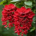 red flower cluster wallpaper  screen for extension Chrome web store in OffiDocs Chromium
