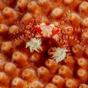 Red flower crab  screen for extension Chrome web store in OffiDocs Chromium