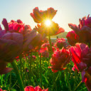Red Flower Field  screen for extension Chrome web store in OffiDocs Chromium