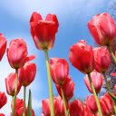 Red flower garden  screen for extension Chrome web store in OffiDocs Chromium