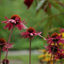 Red flower garden blooms  screen for extension Chrome web store in OffiDocs Chromium