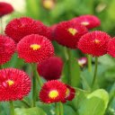 Red Flowers  screen for extension Chrome web store in OffiDocs Chromium
