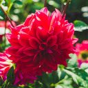 Red flowers  screen for extension Chrome web store in OffiDocs Chromium