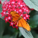 red flowers and yellow butterflies  screen for extension Chrome web store in OffiDocs Chromium