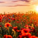 Red Flowers in Bloom  screen for extension Chrome web store in OffiDocs Chromium